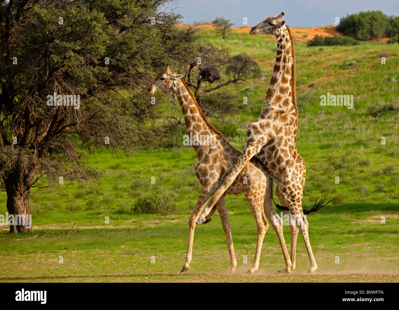 giraffe mating Stock Photo