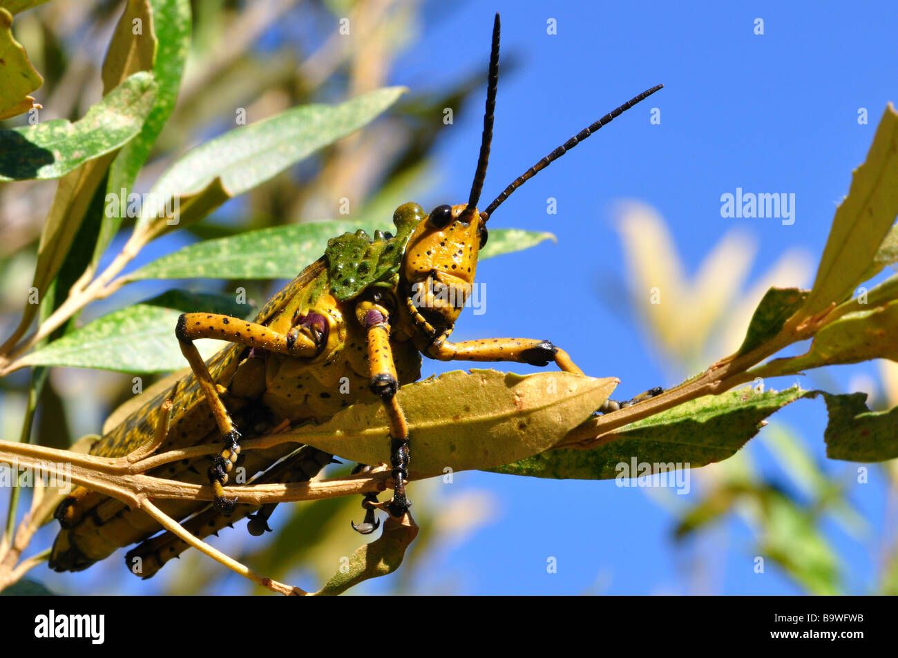 locust Stock Photo Alamy