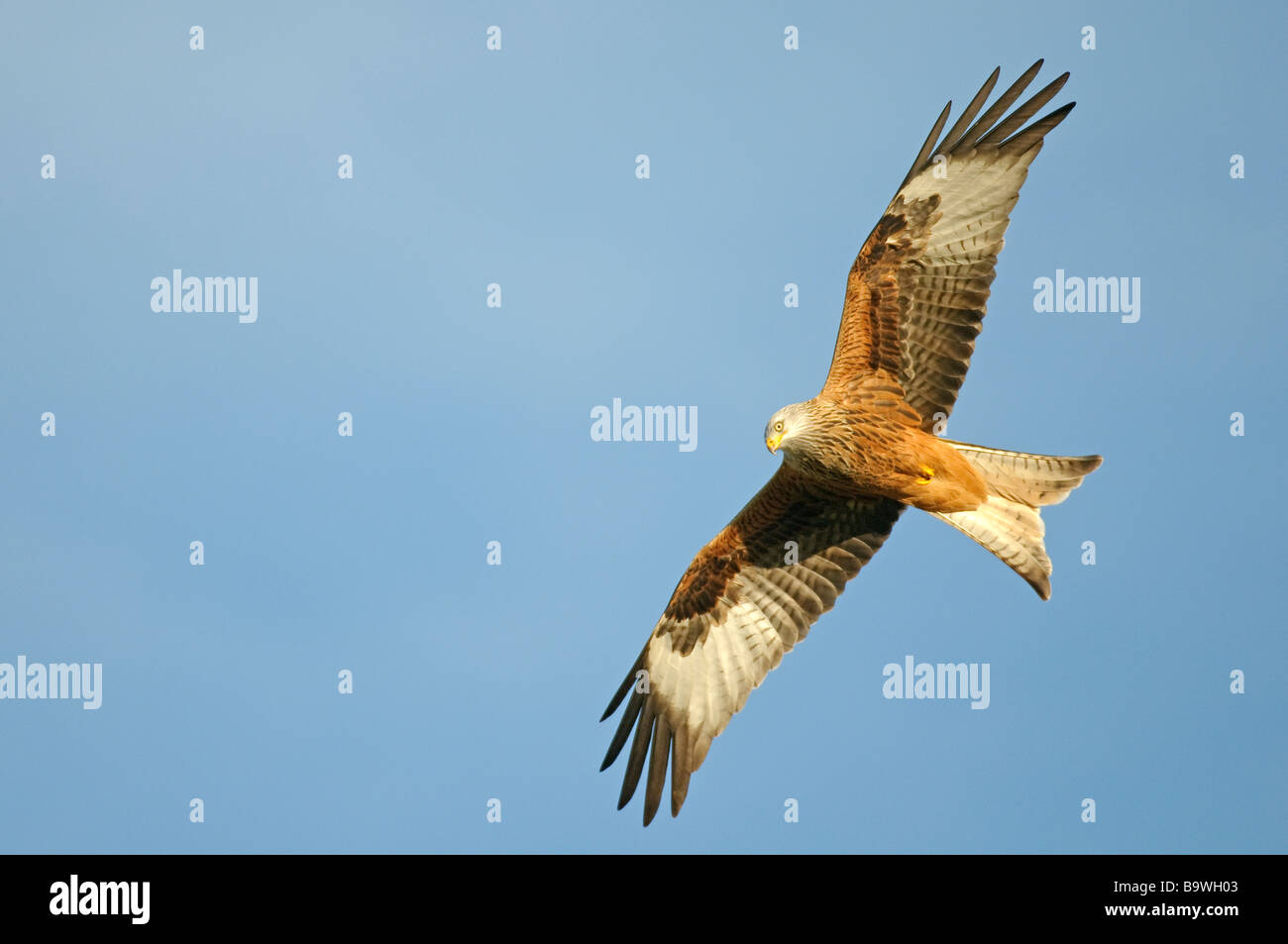 Red kite Milvus milvus adult in flight Wales January Stock Photo