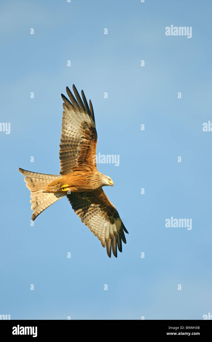 Red kite Milvus milvus adult in flight Wales January Stock Photo