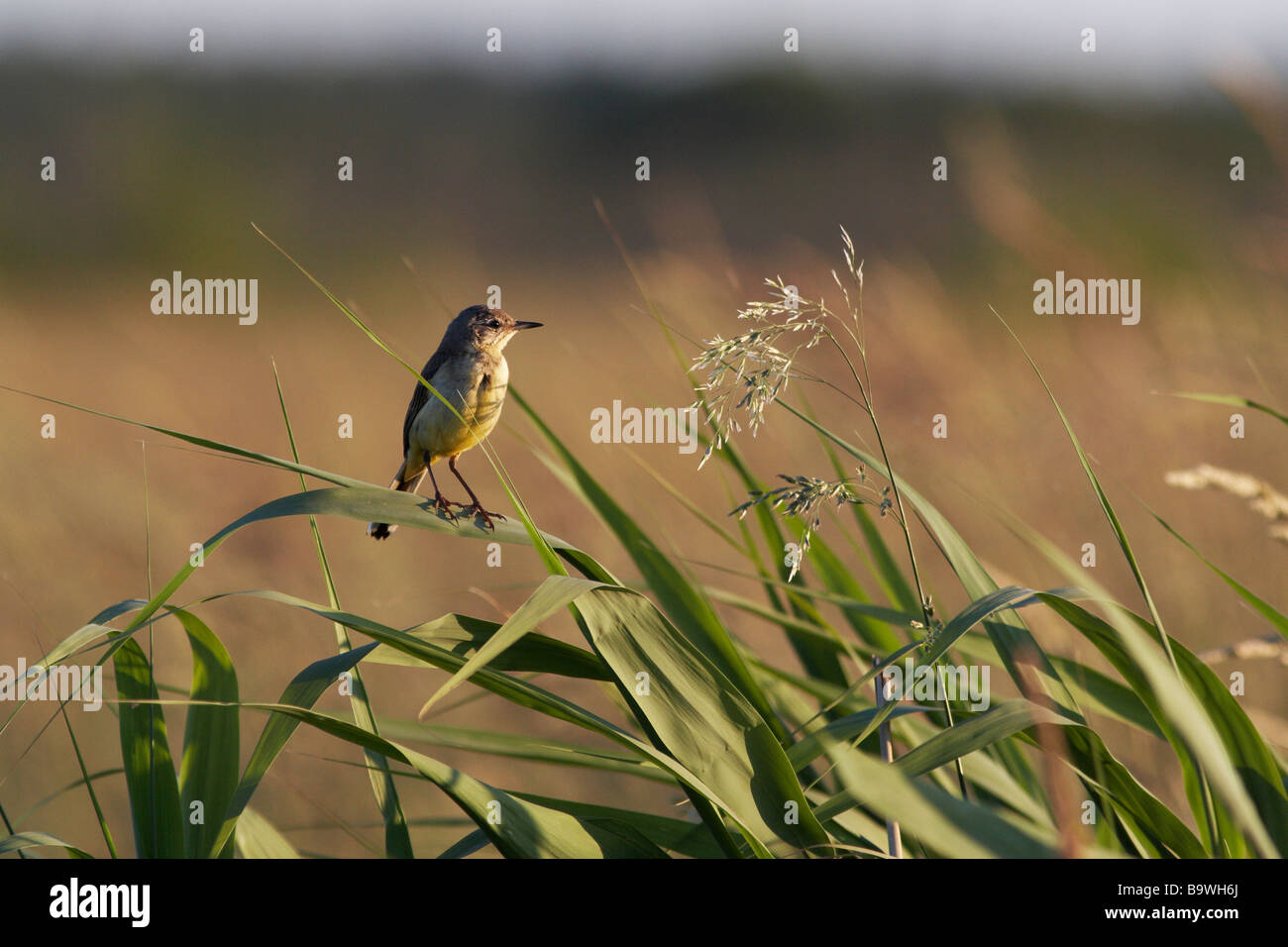 Yellow wagtail on reed Stock Photo
