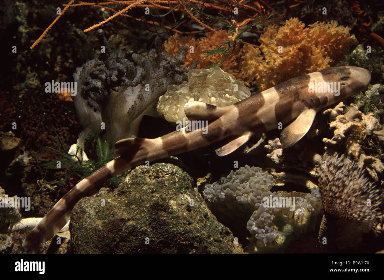 Brownbanded bambooshark (Chiloscyllium punctatum) Stock Photo