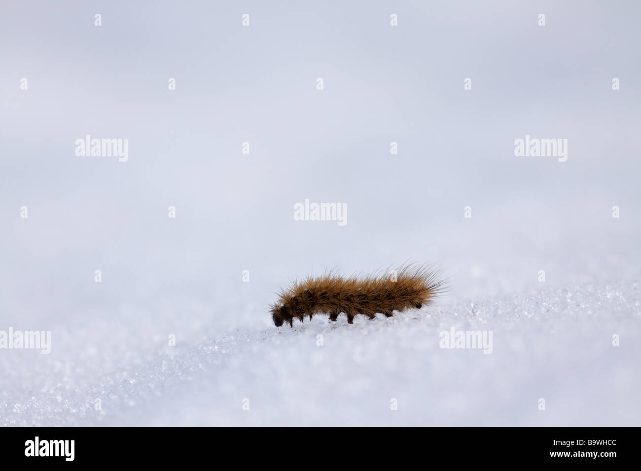 Hairy caterpillar on snow Stock Photo