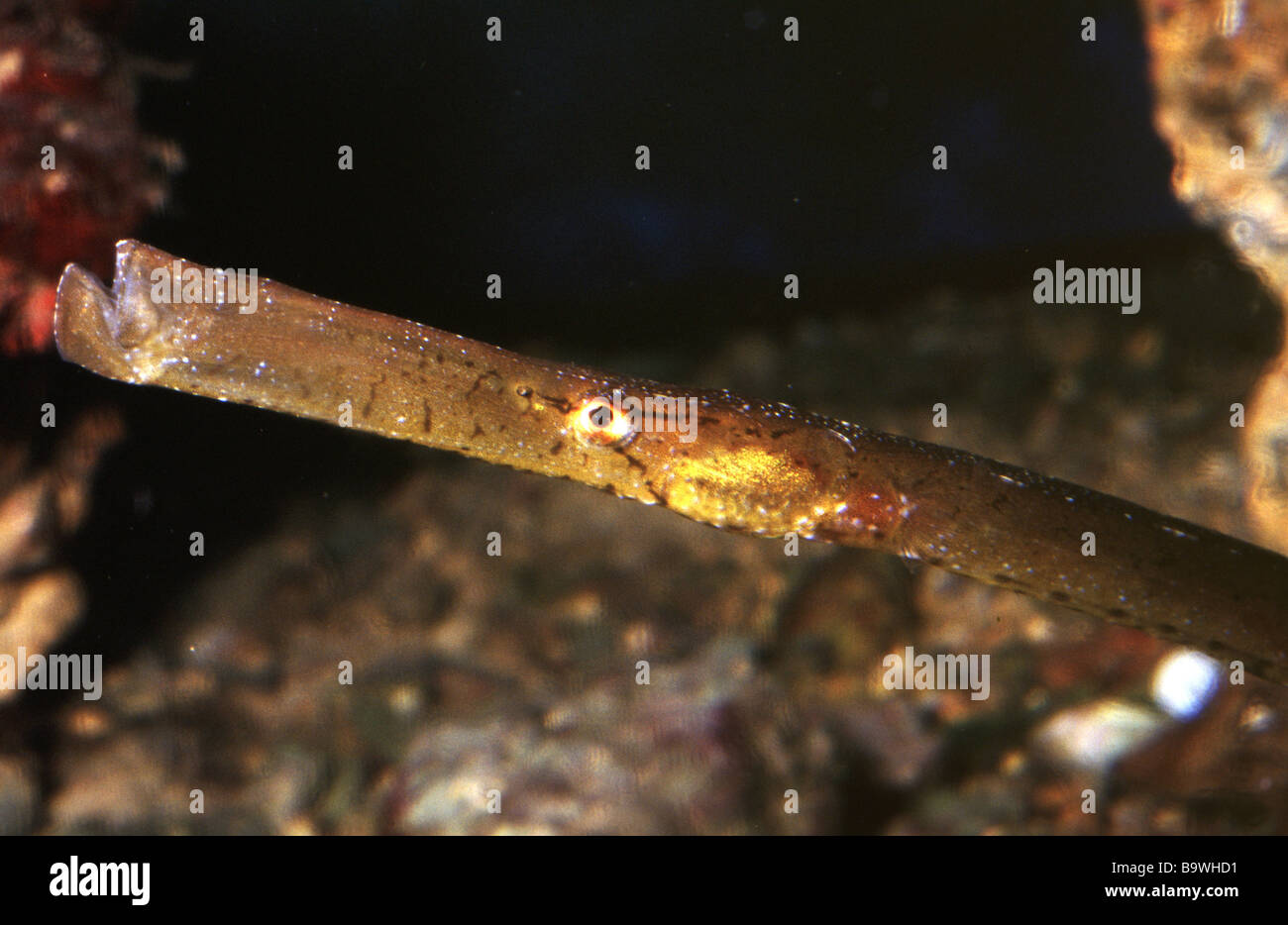 Seagrass pipefish (Syngnathus typhle) Stock Photo