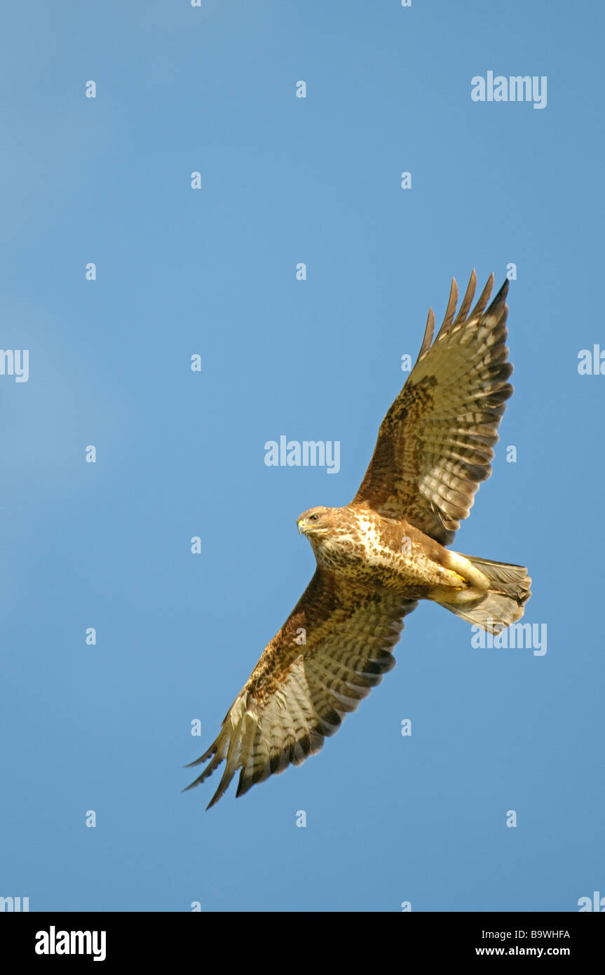 Common buzzard adult in flight overhead Wales January Stock Photo