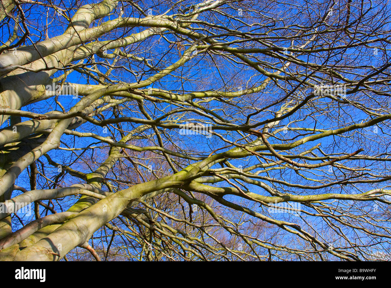 Bare tree branches against vivid blue sky Stock Photo - Alamy