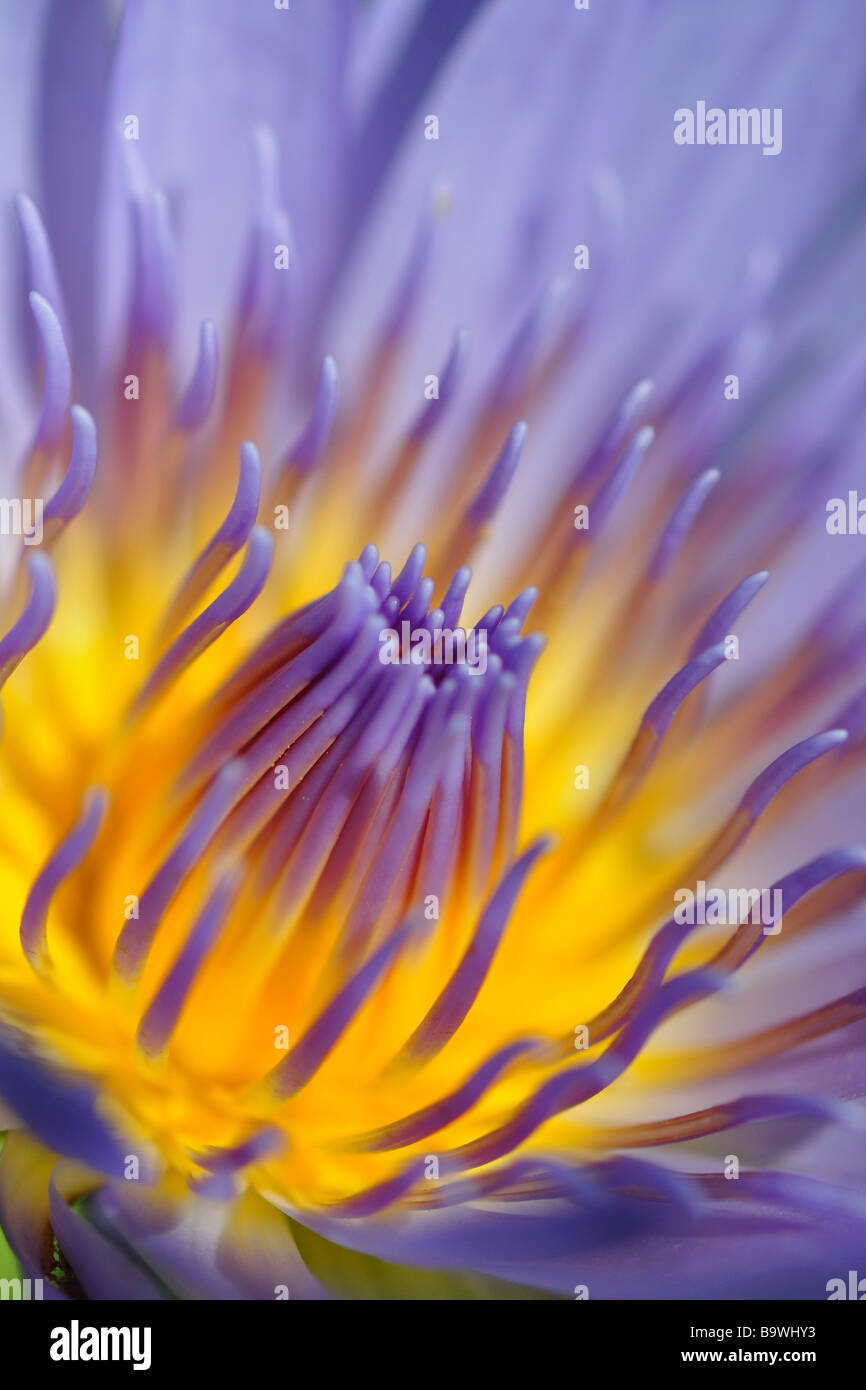 Water Lily (Nymphaea nouchali var. caeulea) Close-up view of flower Stock Photo