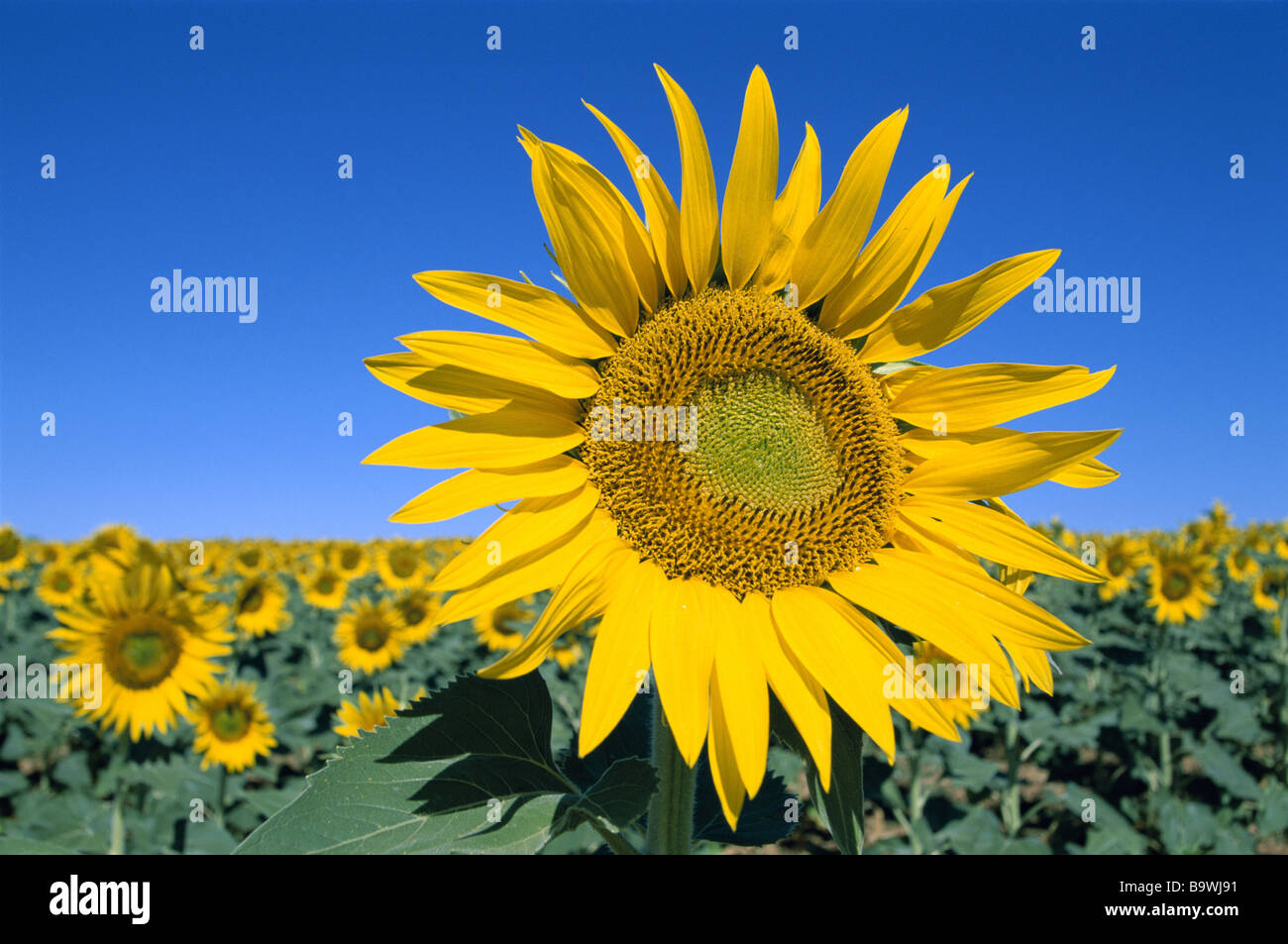 Bloom hi-res stock photography and images - Alamy