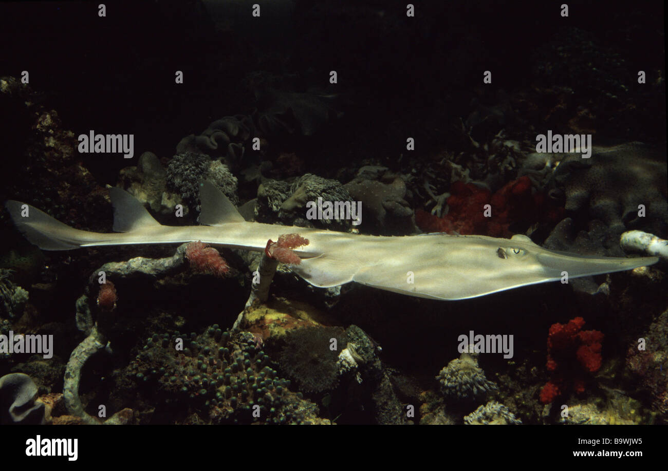 Giant guitarfish (Rhynchobatus djiddensis) Stock Photo