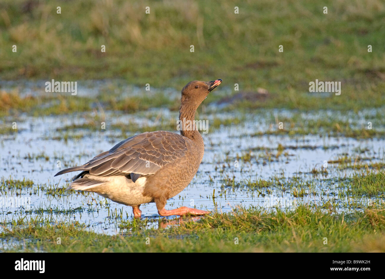 Pink footed goose Anser brachyrhynchus drinking Holkham Marshes NNR Norfolk January Stock Photo