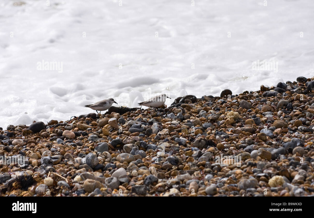 Dunlin on beach hi-res stock photography and images - Alamy