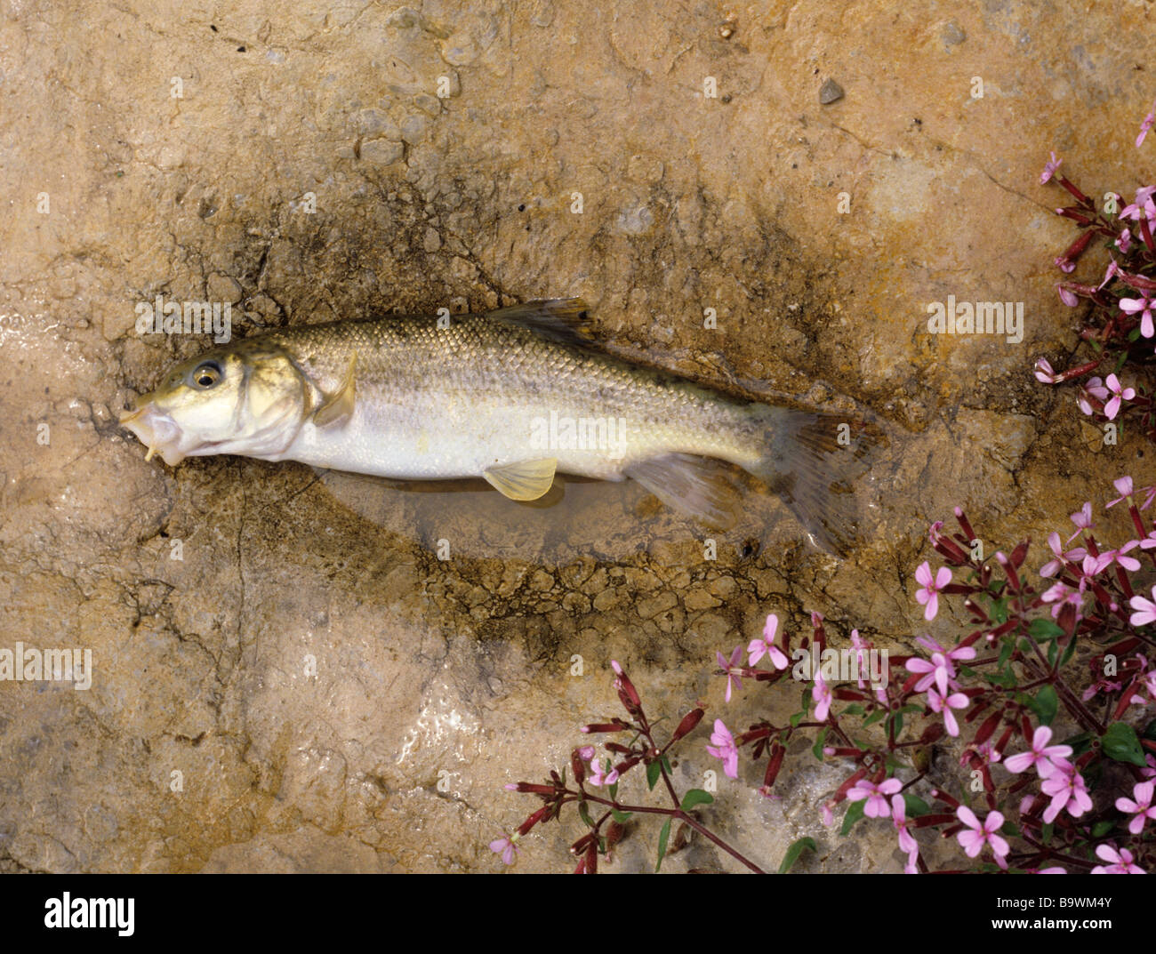 Mediterranean Barbel Barbus meridionalis from the tiny tributary of Ardeche with soapwort flowers Stock Photo
