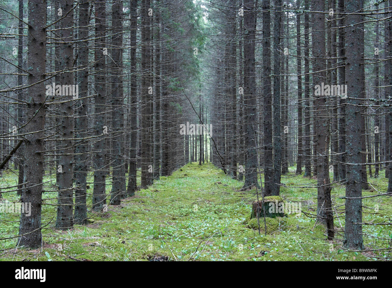 spruce plantation Stock Photo