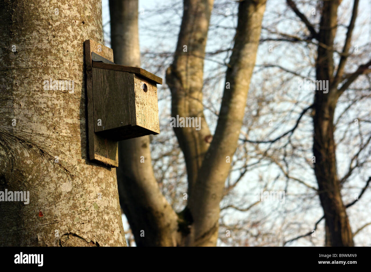 birdbox high in woodland trees in Delamont Country Park, County Down, Northern Ireland Stock Photo