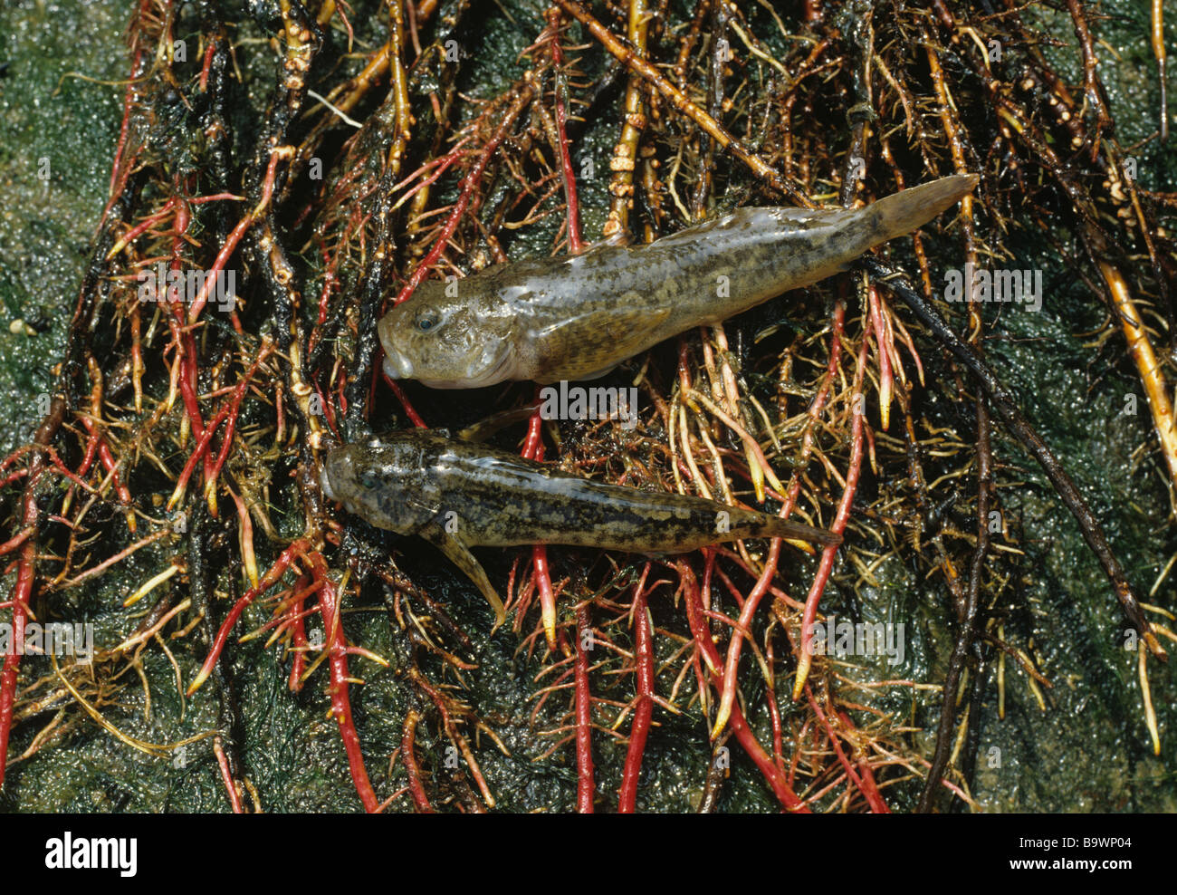 Bullheads from East Stour, kent on roots of Alder. Photographed 14th July Stock Photo