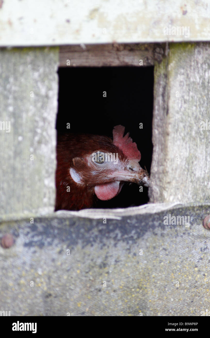Hen looking through the hole Stock Photo