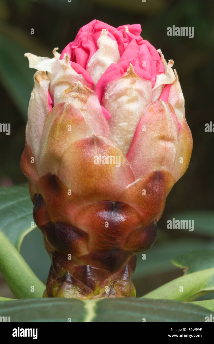 Rhododendron kesangiae flower in bud Castle Howard gardens North Yorkshire England UK Europe April Stock Photo