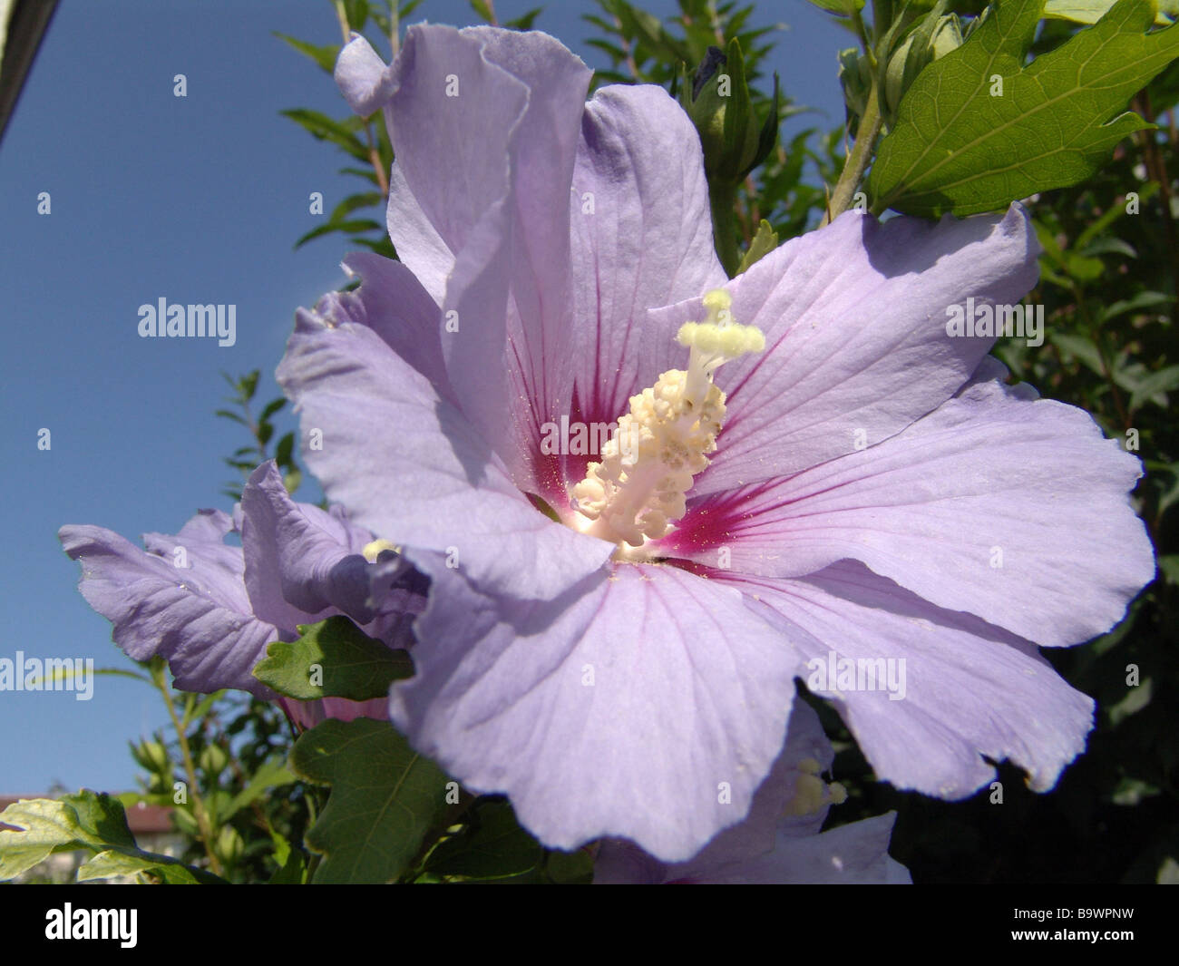 Roseneibisch, Hibiscus syriacus, Detail, Blüte, Sommer Stock Photo