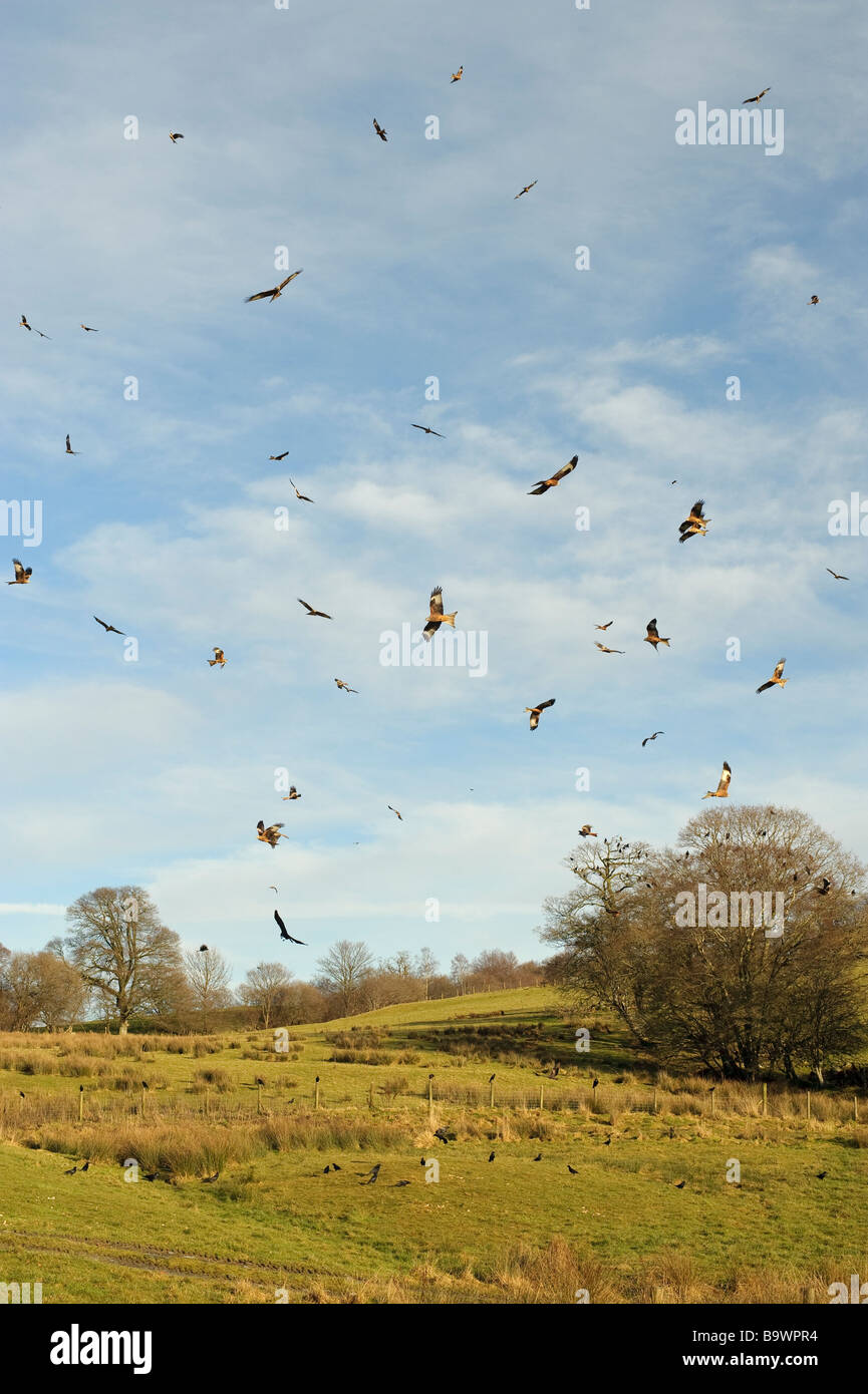Red kite feeding station hires stock photography and images Alamy