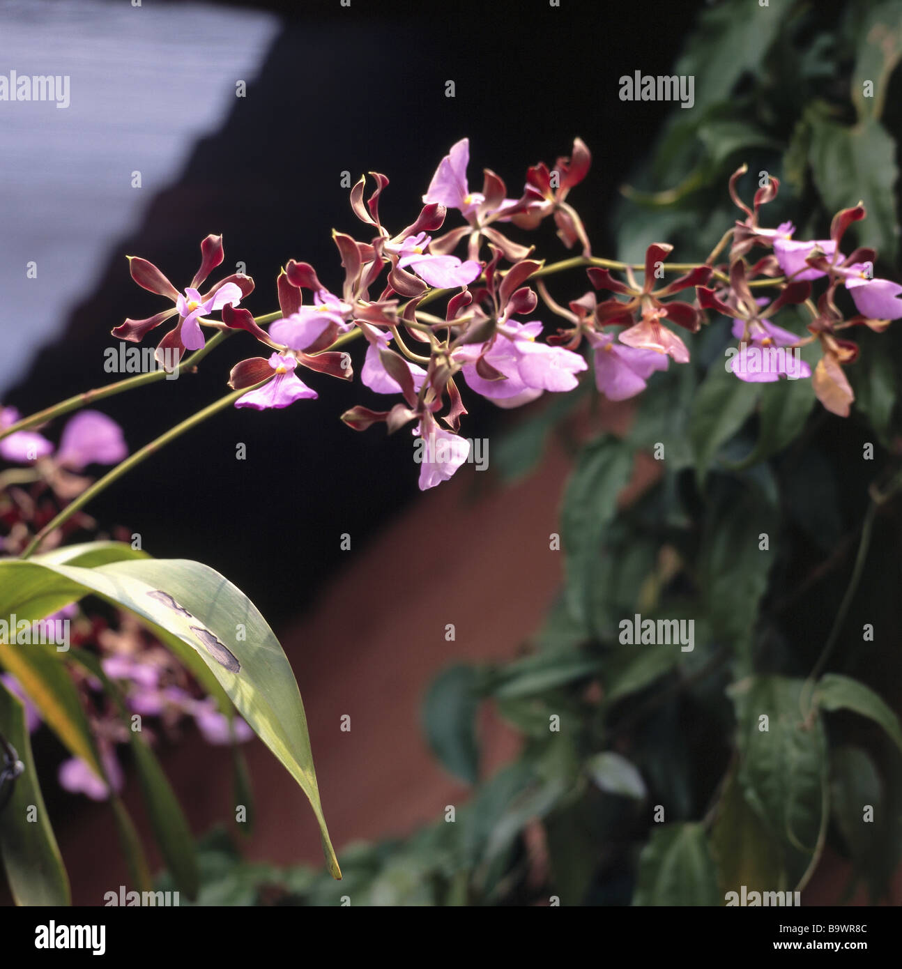 Ruta de flores hi-res stock photography and images - Alamy