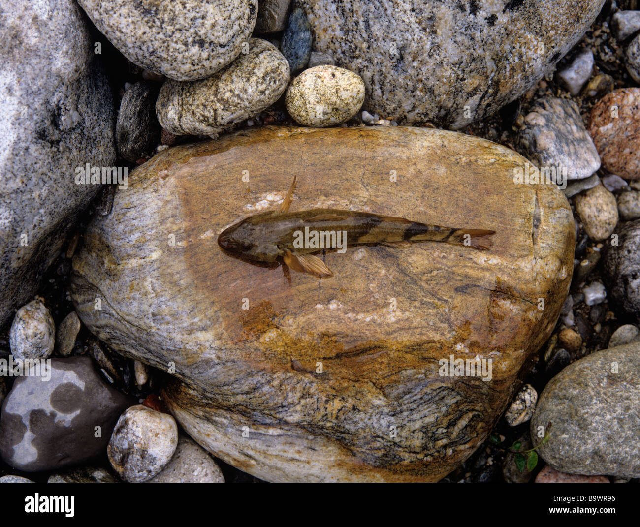 Apron Zingel asper Stock Photo Alamy