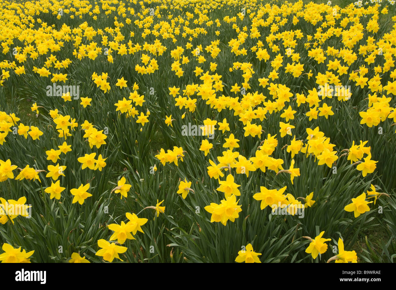 Daffodil (Narcisus sp.) flowers mass planting Castle Howard grounds North Yorkshire England UK Europe April Stock Photo