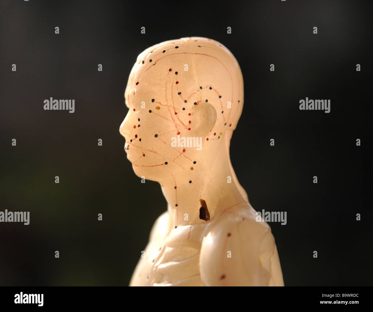 close-up view of an acupuncture figure's profile Stock Photo