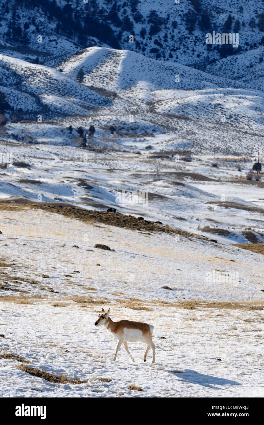 Lone Pronghorn Antelope in winter snow at Old Yellowstone Trail South Gardiner Montana USA Stock Photo