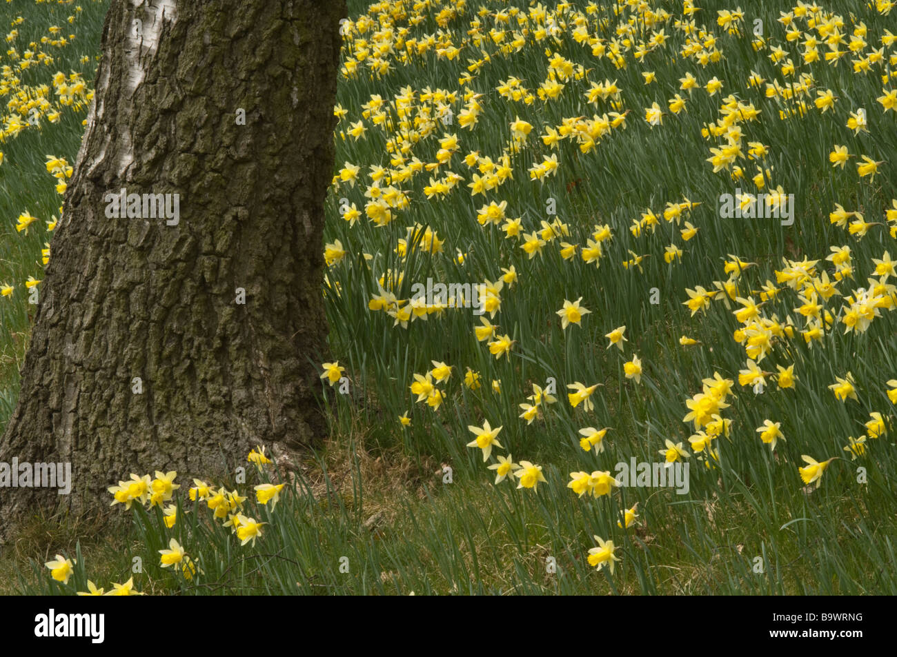 Birch (Betula sp.) uderplanted with daffodil (Narcisus sp.) flowers