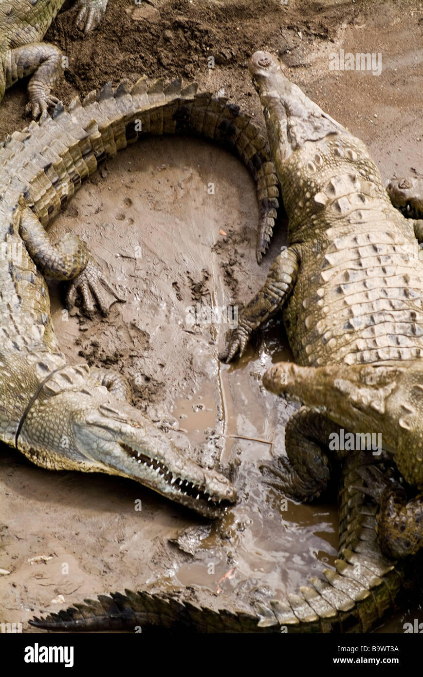 Alligator feet hi-res stock photography and images - Page 4 - Alamy