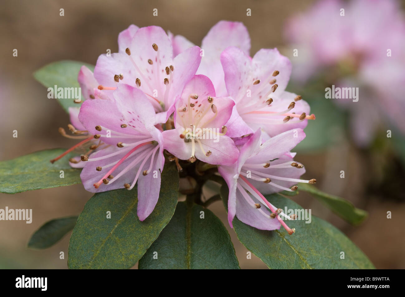 Rhododendron Racemosum Stock Photos Rhododendron Racemosum Stock