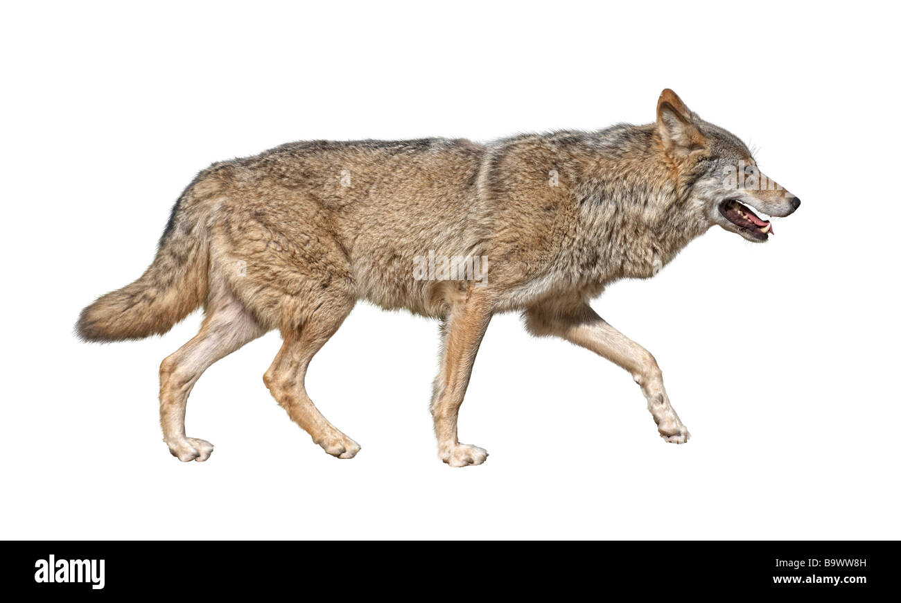 Steppe wolf Canis lupus run in hunting pursuit side view Stock Photo