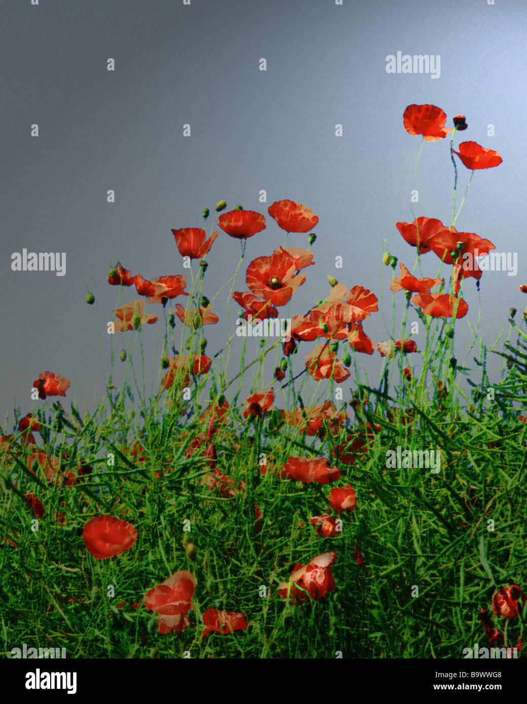 Digital Art Poppies High Resolution Stock Photography and Images - Alamy