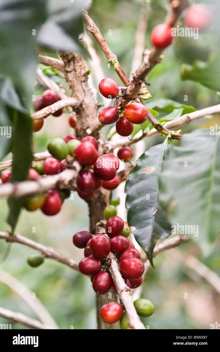 Ripe coffee beans on the vine in Escazu, Costa Rica Stock Photo Alamy