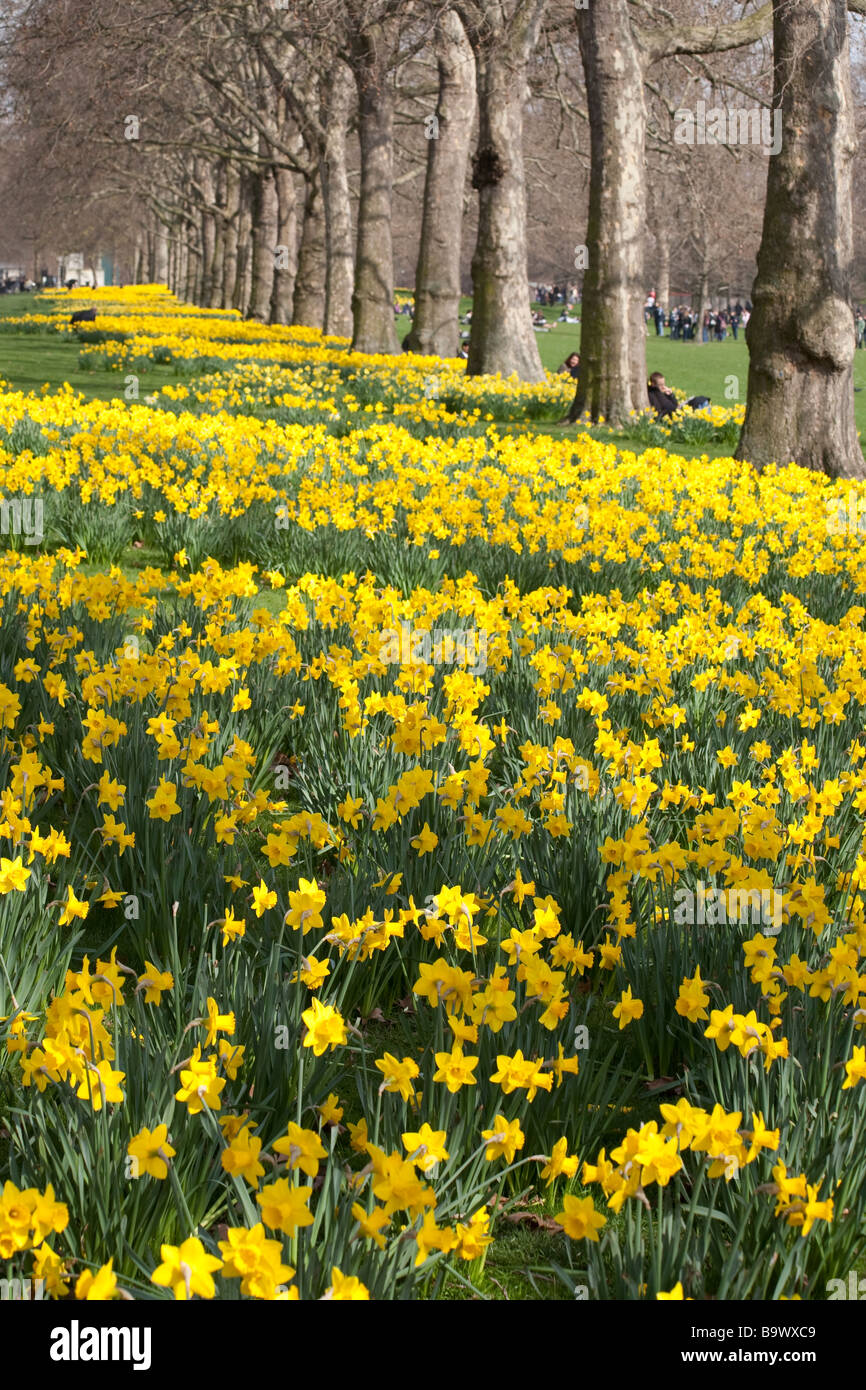 Daffodils in St James's Park. London, England, UK Stock Photo Alamy