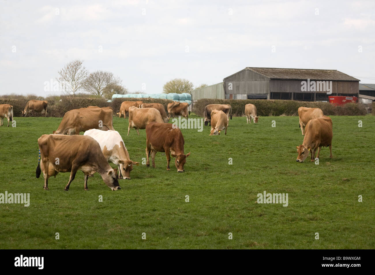 Dairy Cows In A Field Stock Photo - Alamy