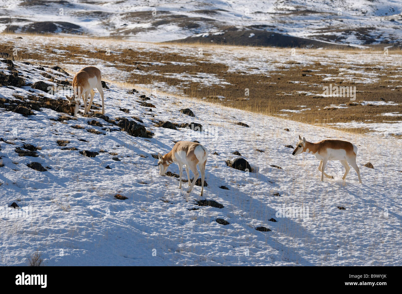 Three Pronghorn Antelope grazing in winter at Old Yellowstone Trail South Gardiner Montana Stock Photo