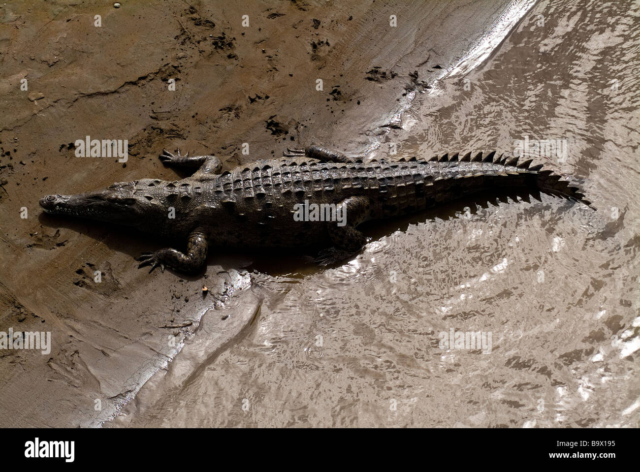Page 3 Crocodile Tail Meat High Resolution Stock Photography And Images Alamy