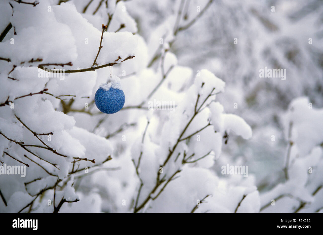 Outdoors with blue Christmas ornament hanging from a branch covered ...