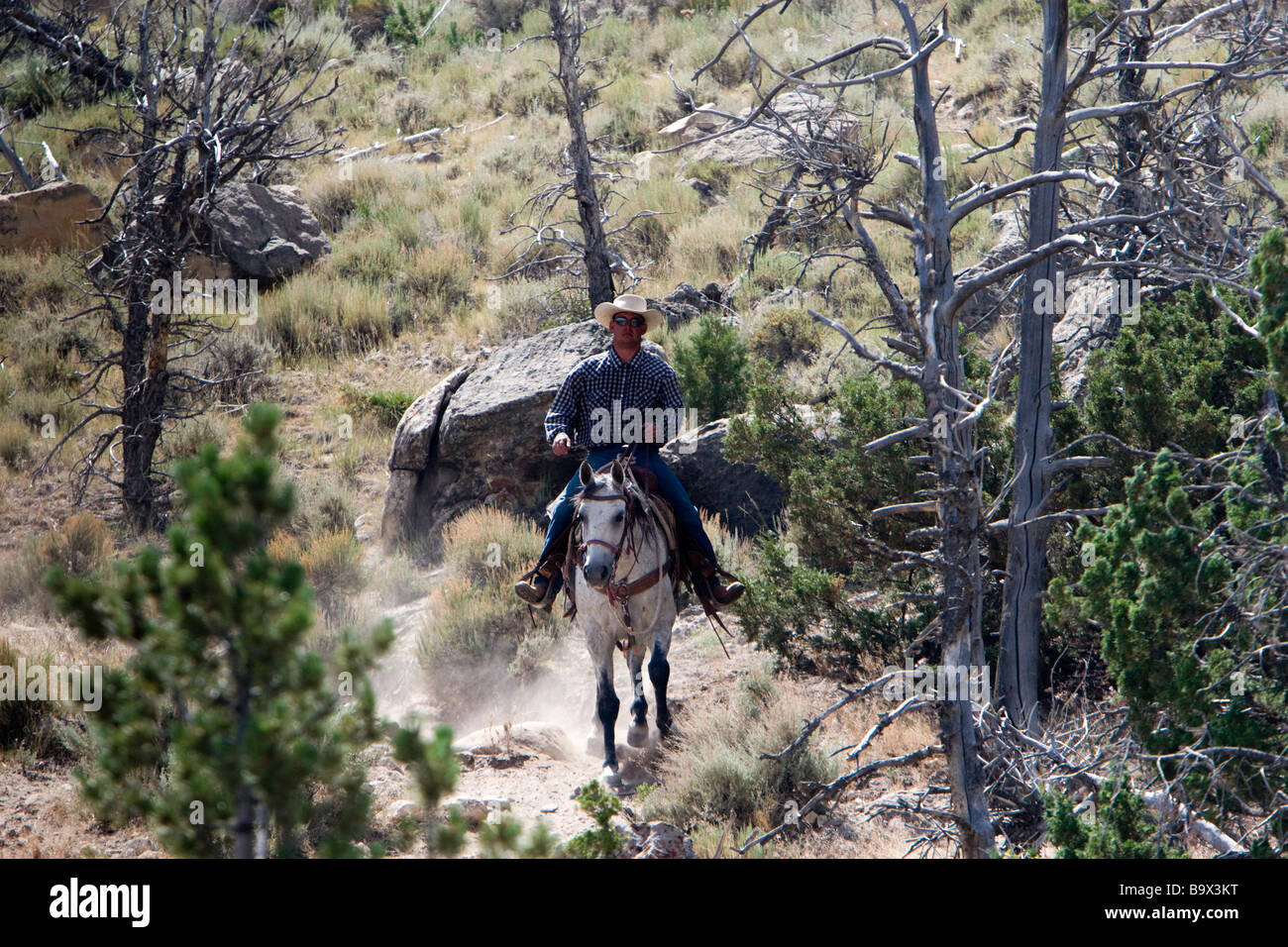 Cowboy hat wrangler guide leads Cedar Mountain Trail Rides Cody Wyoming USA Stock Photo Alamy