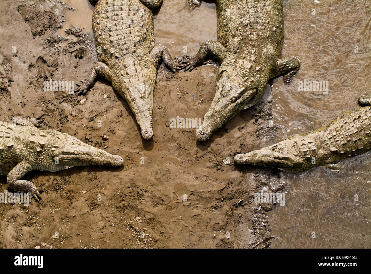 Ceramic alligator hi-res stock photography and images - Alamy