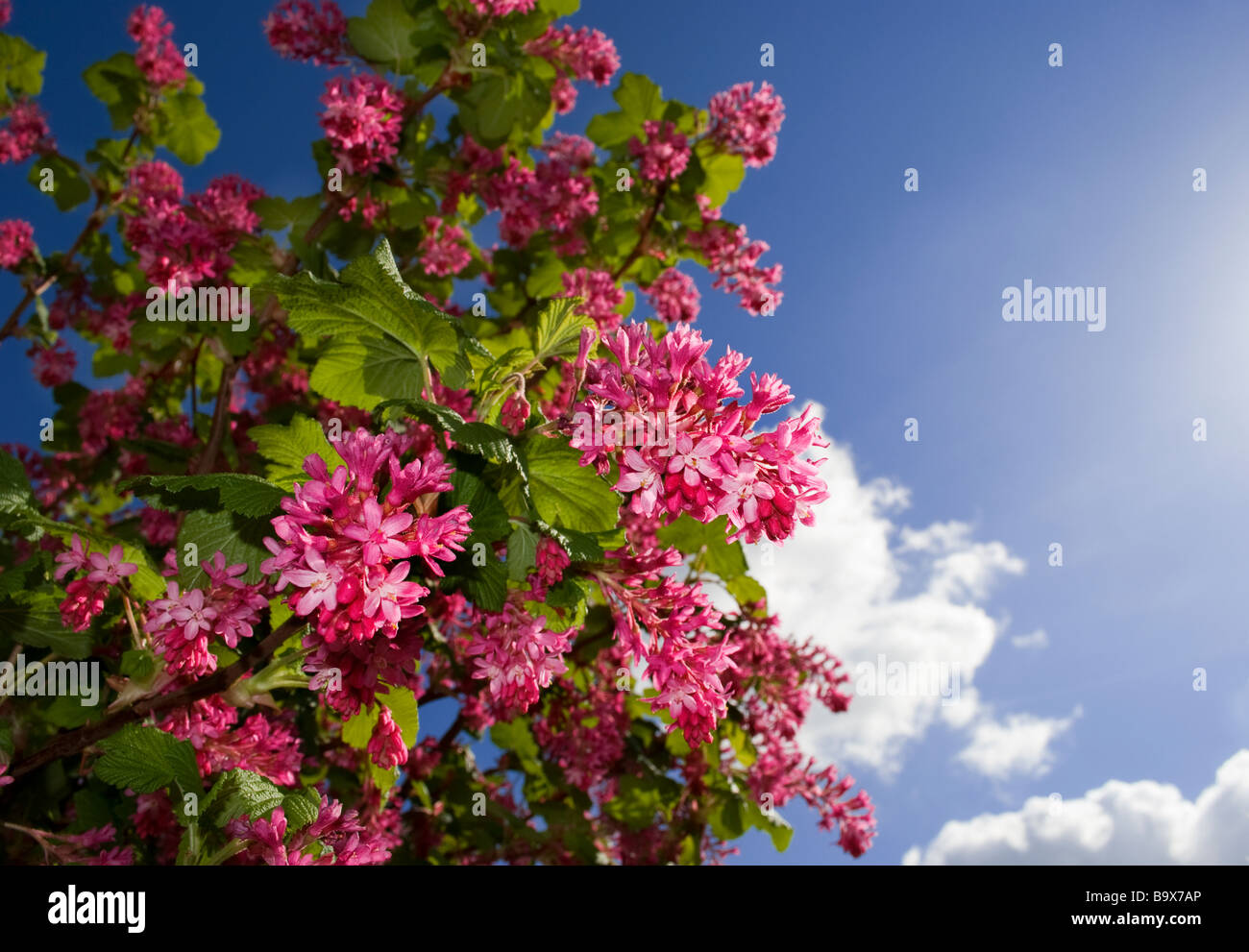 In the spring Stock Photo