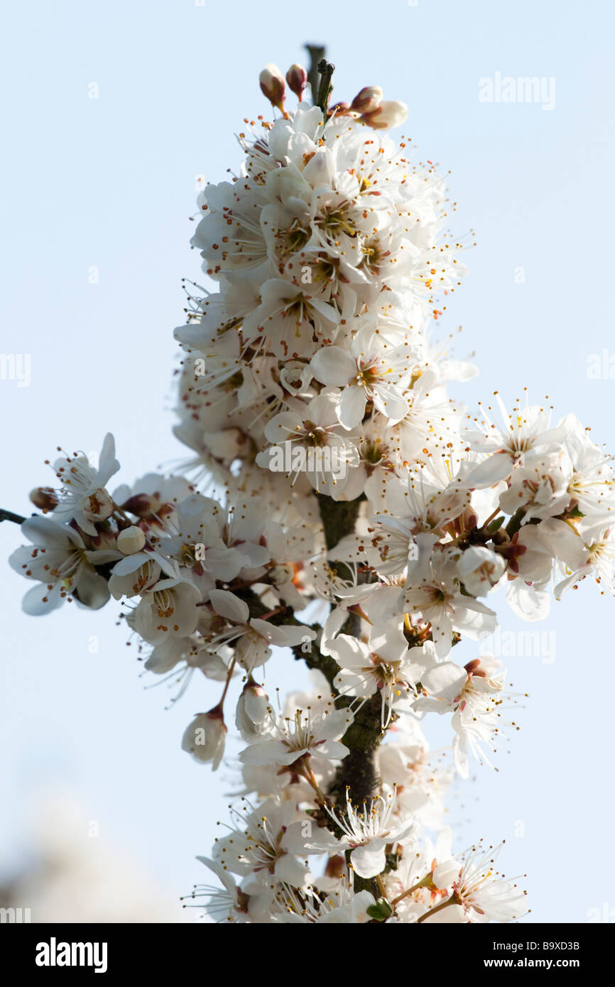 Blackthorn, sloe, in flower Stock Photo