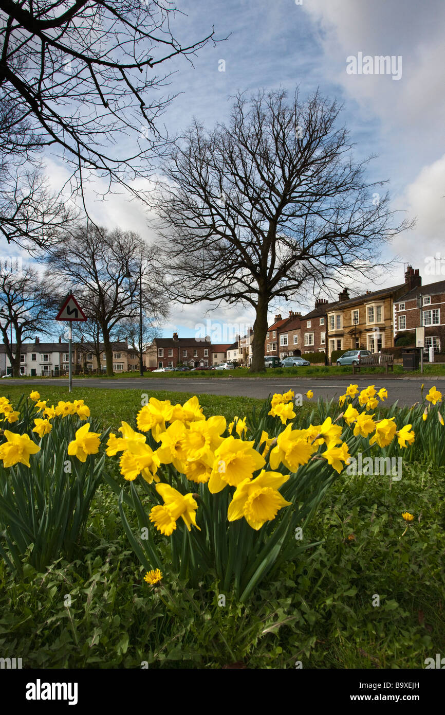 Daffodils West Green Stokesley North Yorkshire Stock Photo Alamy