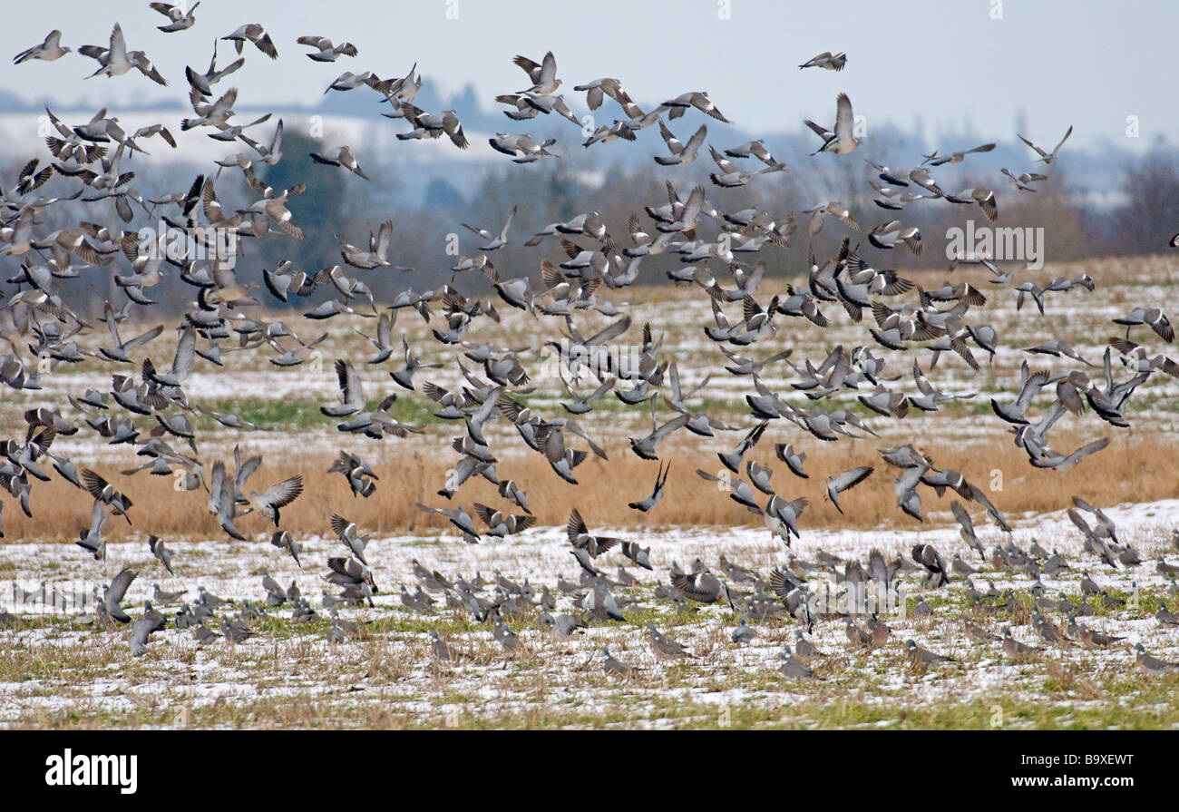 Woodpigeon Columba palumbus flock taking flight from arable field Hertfordshire February Stock Photo