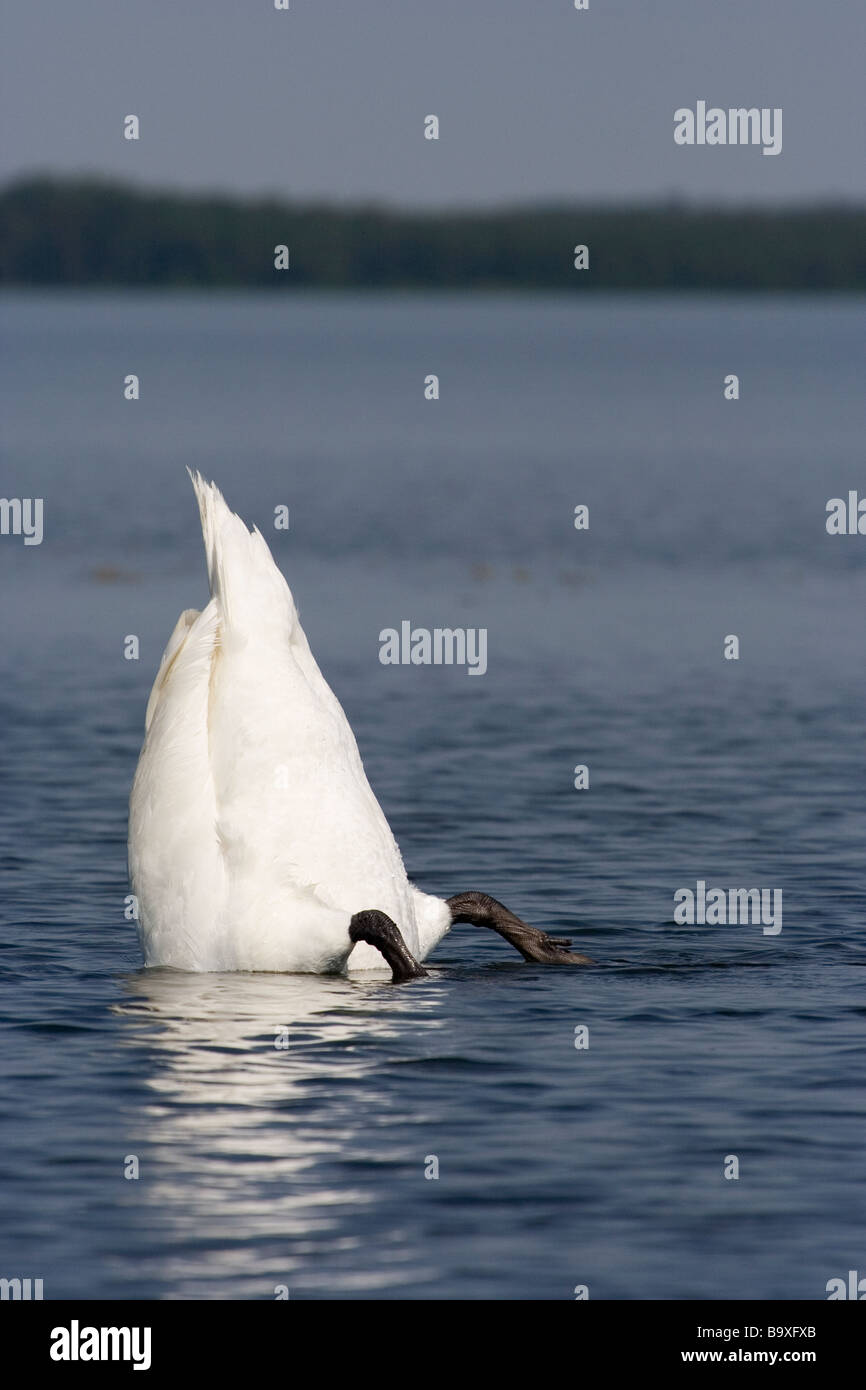 Swan swimming bottom-up Stock Photo