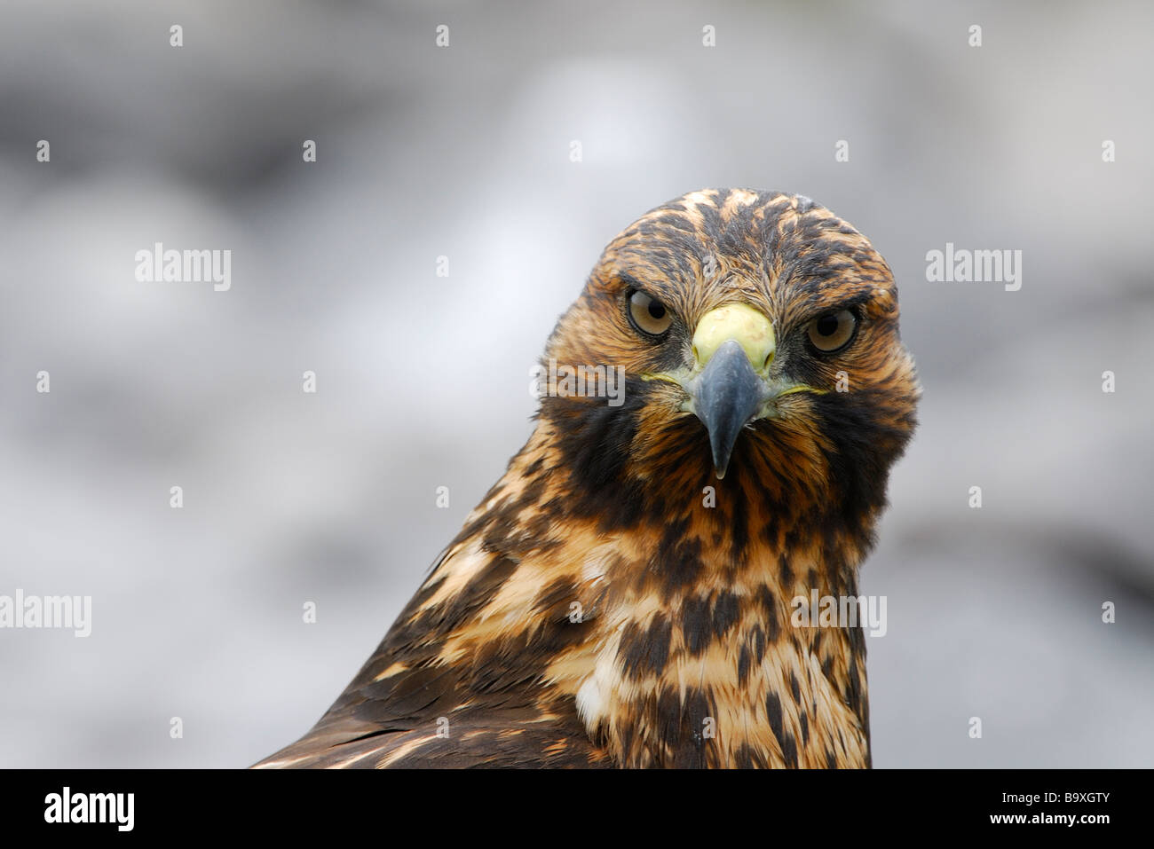 Galapagos hawk hi-res stock photography and images - Alamy