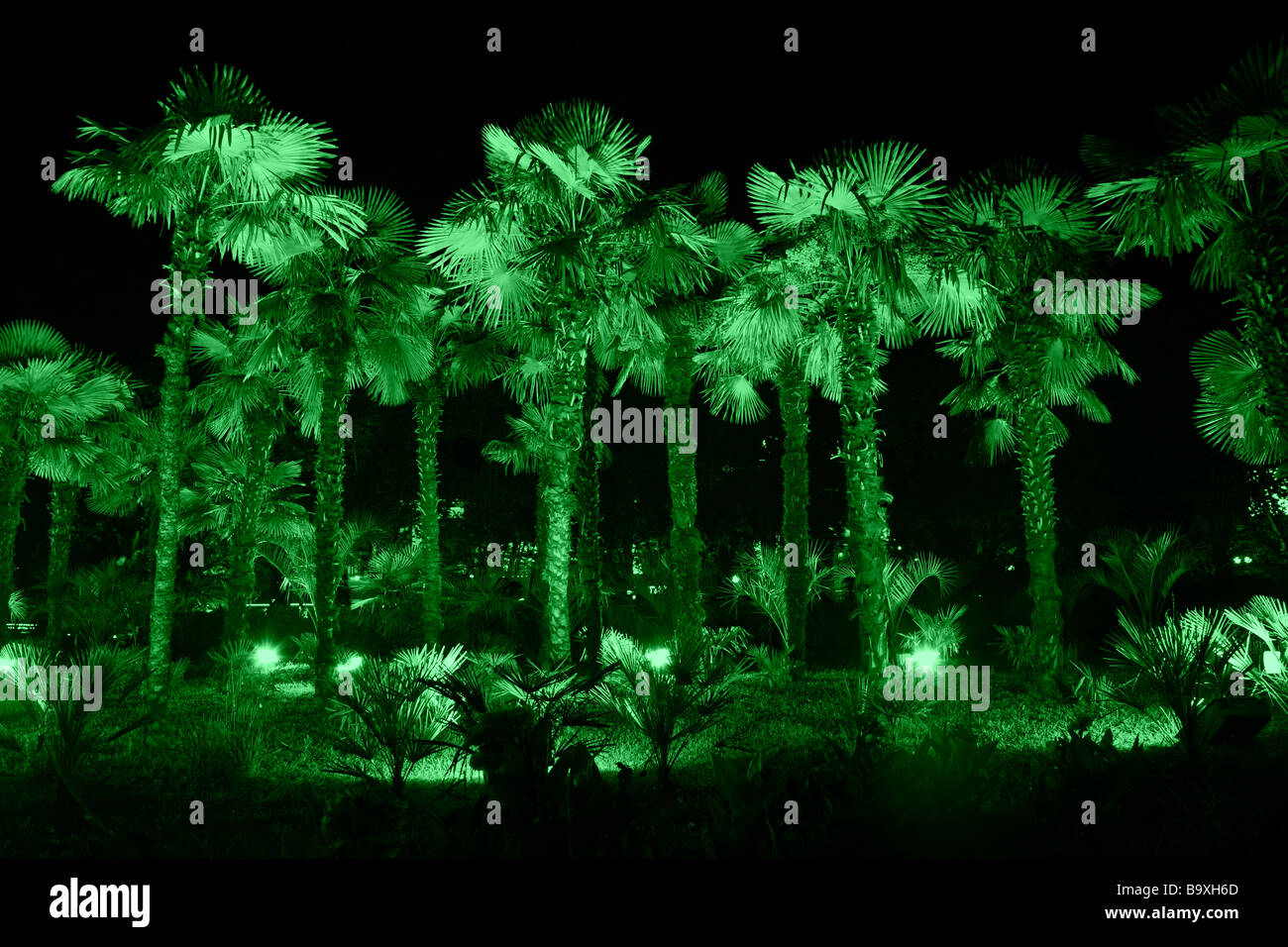 Palm trees illuminated with green light at night Stock Photo Alamy