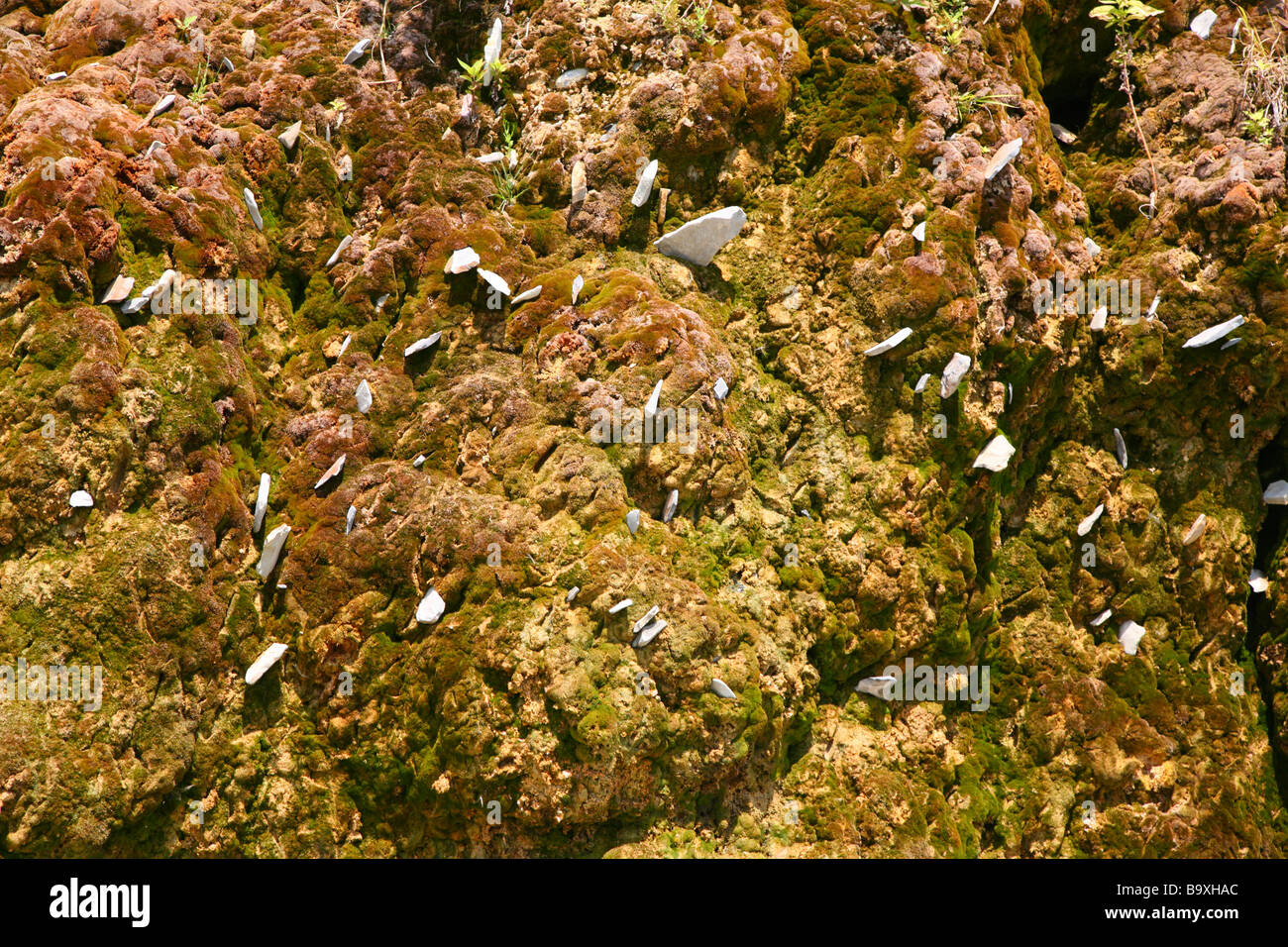 Rock covered with moss background Stock Photo - Alamy