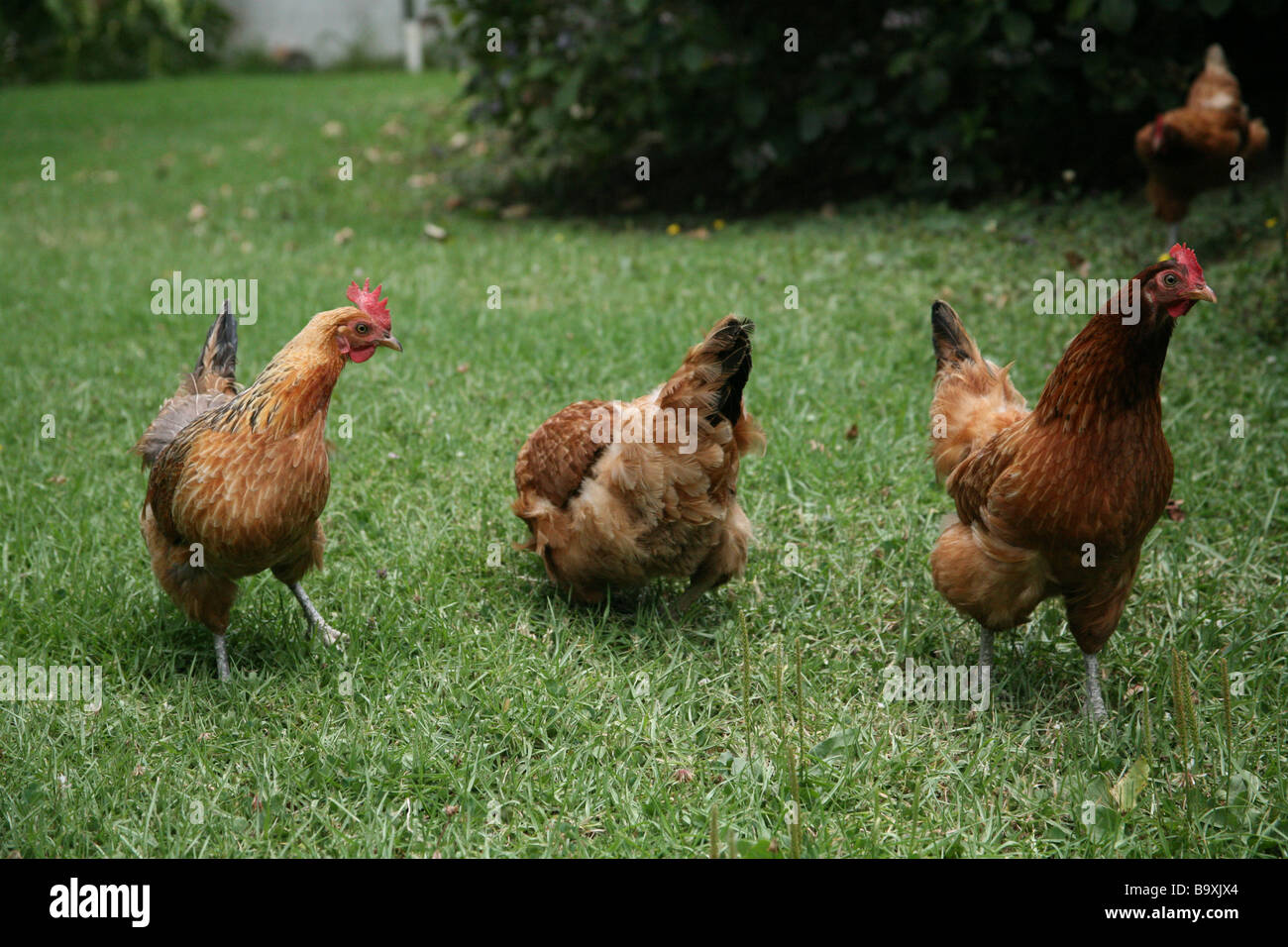 Dancing chickens in the garden Stock Photo